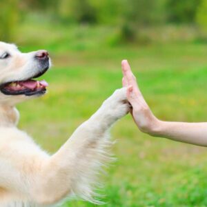 A dog giving a high five to someone